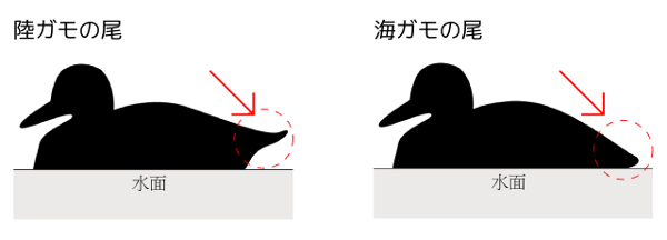 陸ガモと海ガモの尾