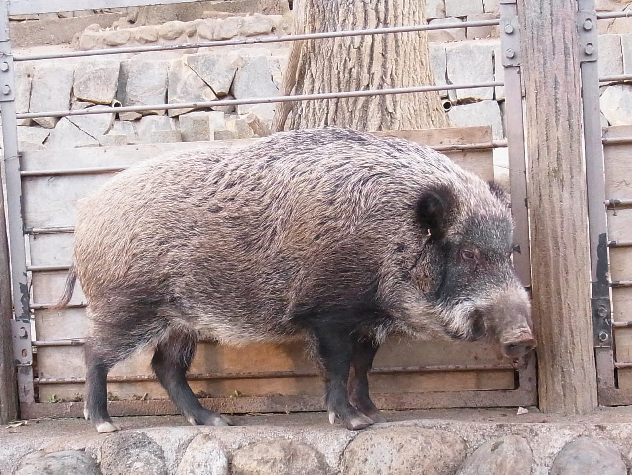 イノシシ